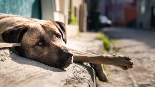 abandonul animalelor contraventie