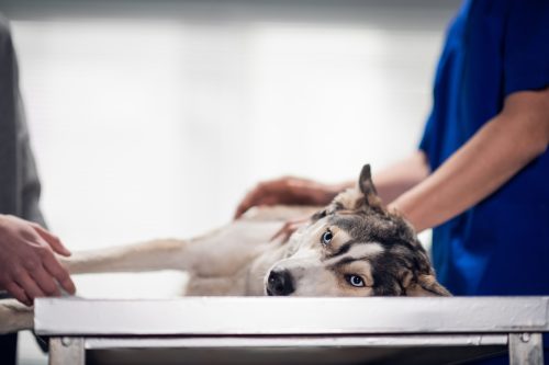 dilatatia si torsiunea gastrica animale