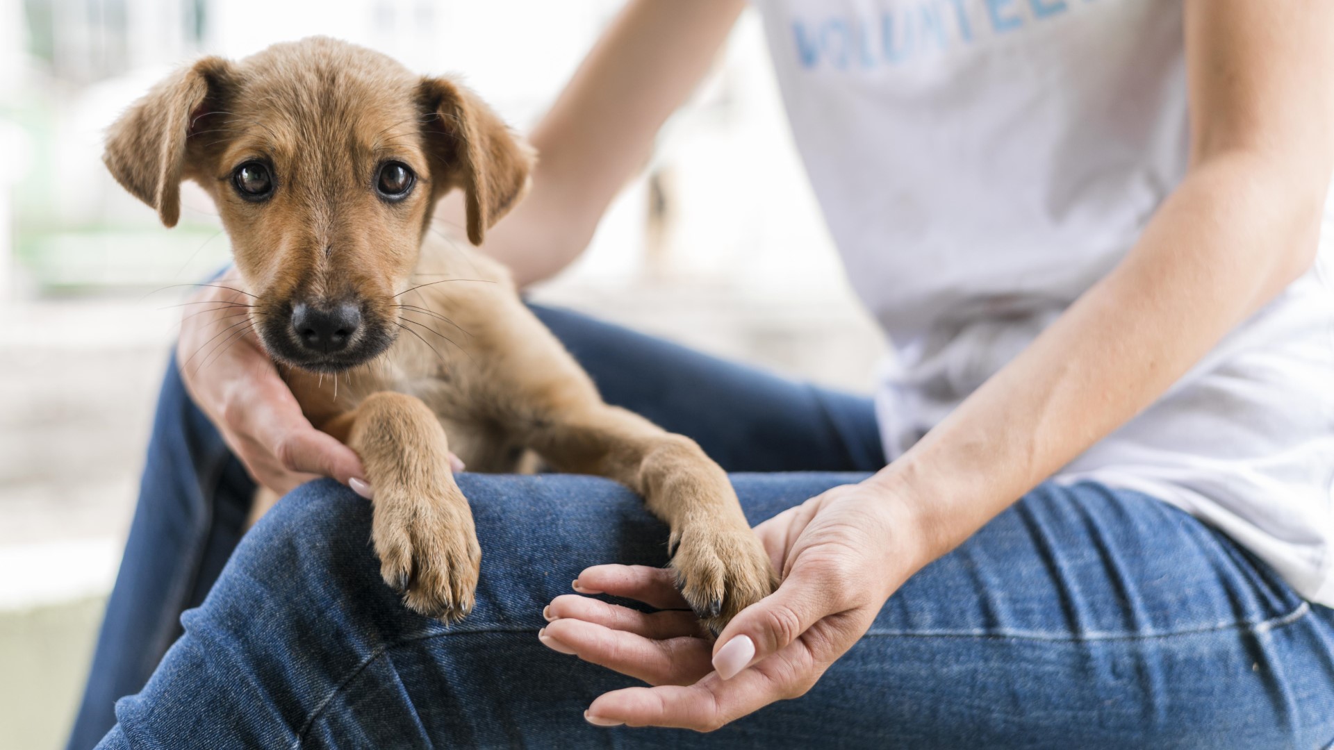 adoptarea unui pui de caine